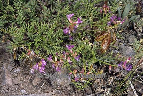 astragalus whitneyi 1 graphic